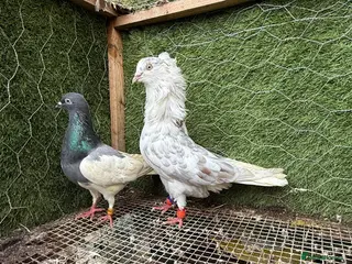 Pigeons birds 35 Mix pigeon for sale - Advert 15