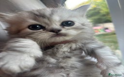 Persian cats for sale: Persian Ragdoll Kittens  - Image 7