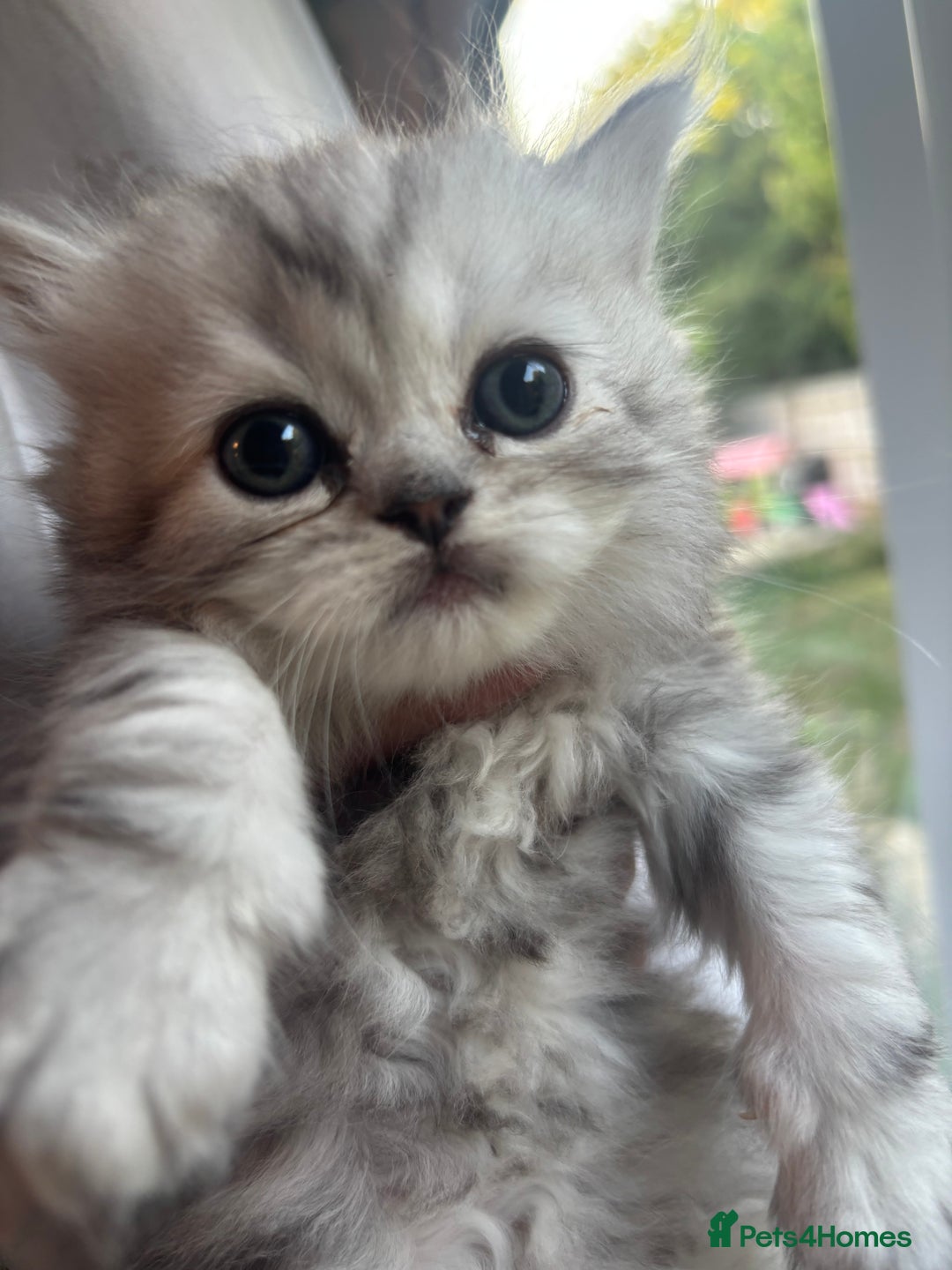 Persian cats for sale: Persian Ragdoll Kittens  - Image 7