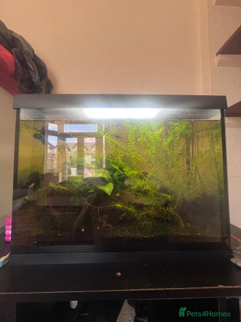 Live Bearers fish - Advert 13