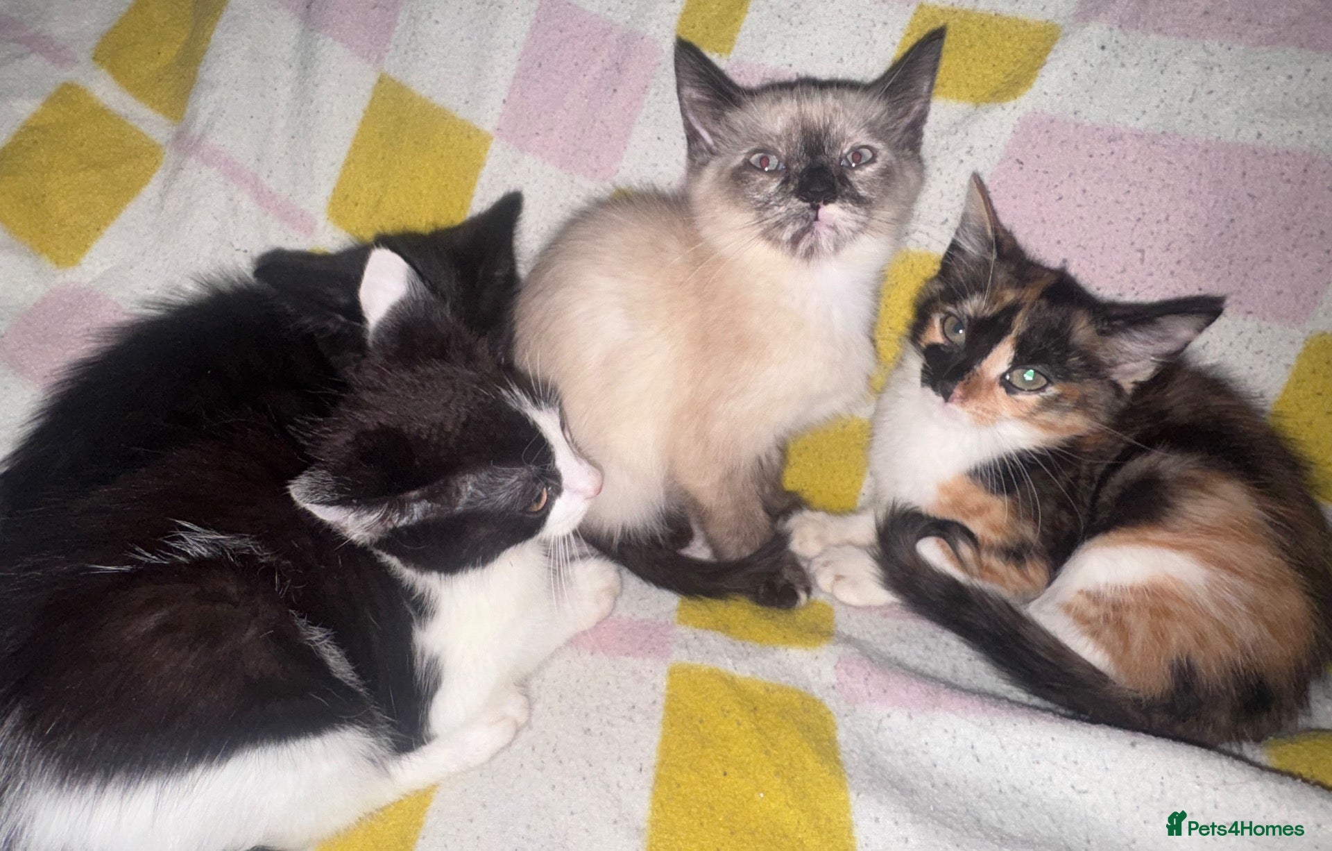 Mixed Breed cats Beautiful 8 week old kittens (READY NOW) - Advert 1