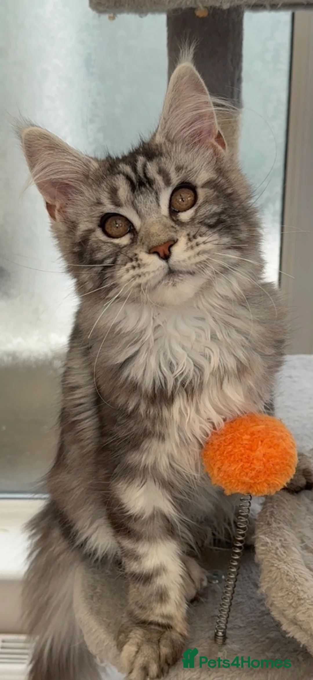 Maine Coon cats for sale: Outstanding pedigree kittens available  - Advert 2