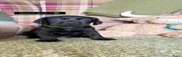 Cockerdor dogs for sale: GORGEOUS COCKERDOR PUPPIES💛🖤 - Advert 15