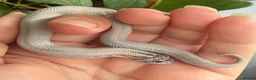 Snake reptiles for sale: Various Western Hognose Hatchlings - Advert 16