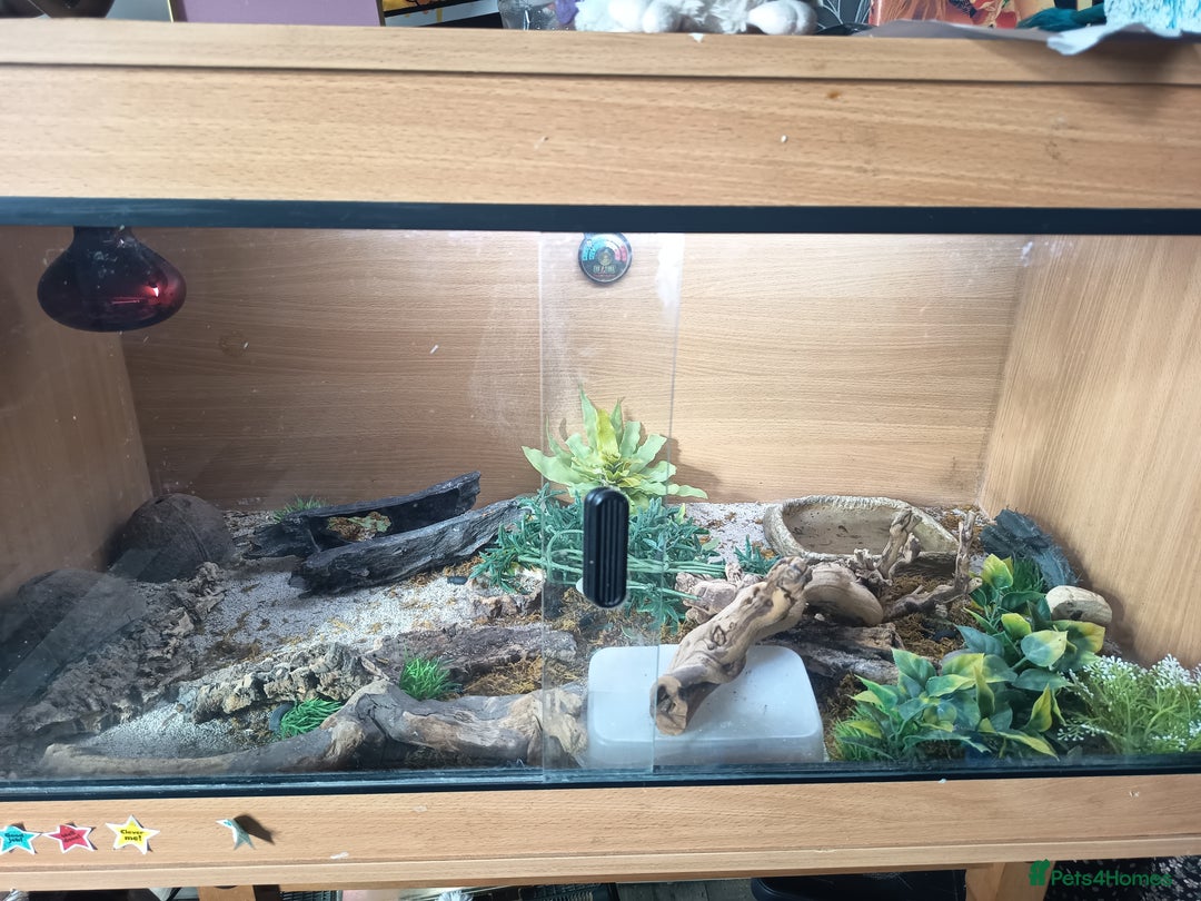Gecko reptiles for sale: Leopard gecko (unsure of sex) - Image 3