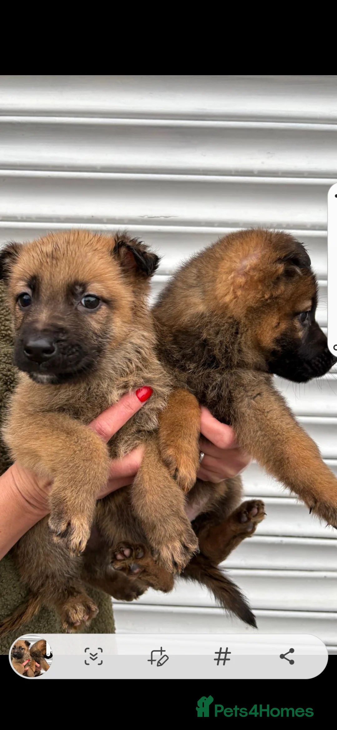 German Shepherd dogs for sale: Czech shepherd  - Advert 17