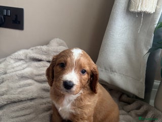 Cocker Spaniel dogs - Advert 24