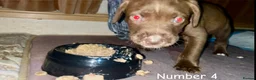 Mixed Breed dogs for sale: Athena x Ares Puppies – Not for Everyone in Manchester - Advert 17