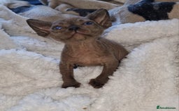 Sphynx cats for sale: Beautiful Canadian Sphynx kittens purebreed  - Image 12