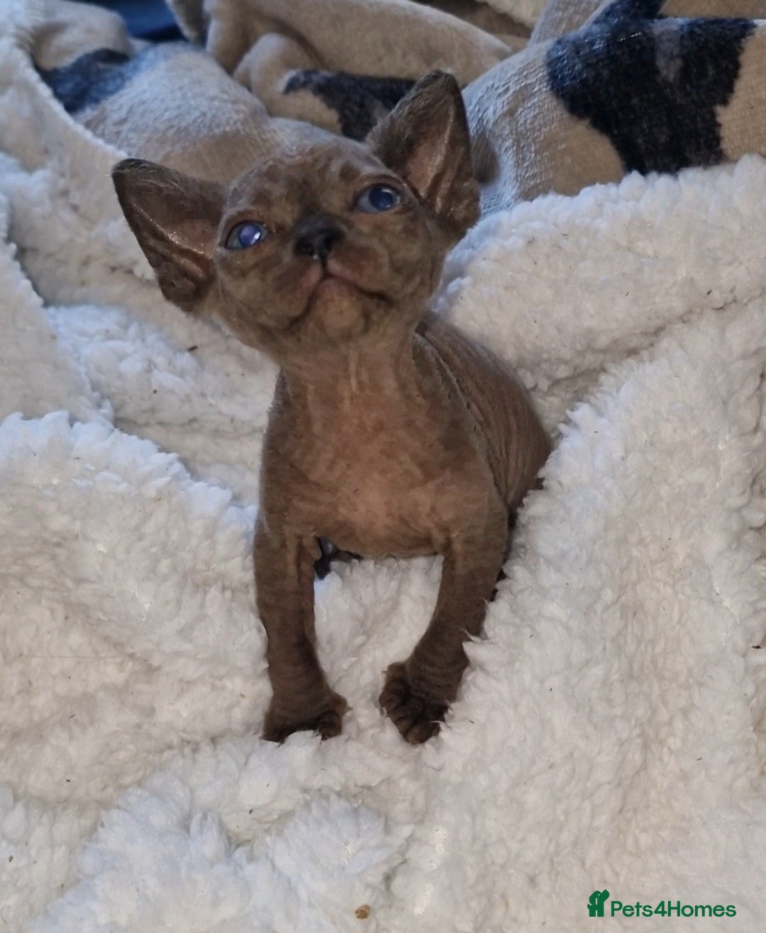 Sphynx cats for sale: Beautiful Canadian Sphynx kittens purebreed  - Image 12