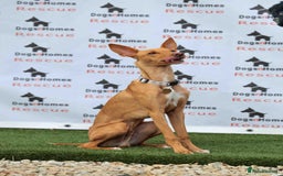 Mixed Breed dogs for adoption: Fabulous Flynn - Image 5