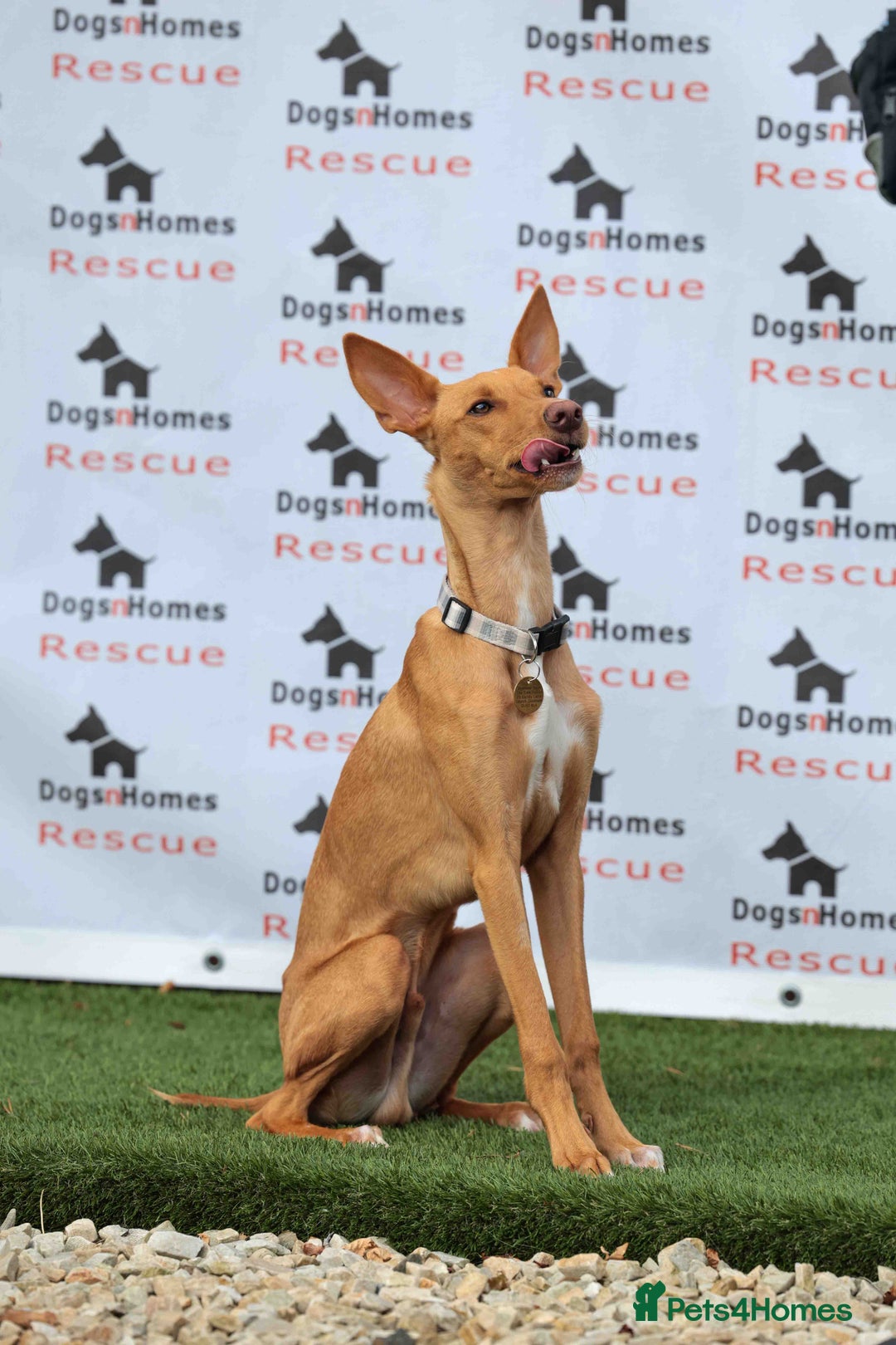 Mixed Breed dogs for adoption: Fabulous Flynn - Image 5