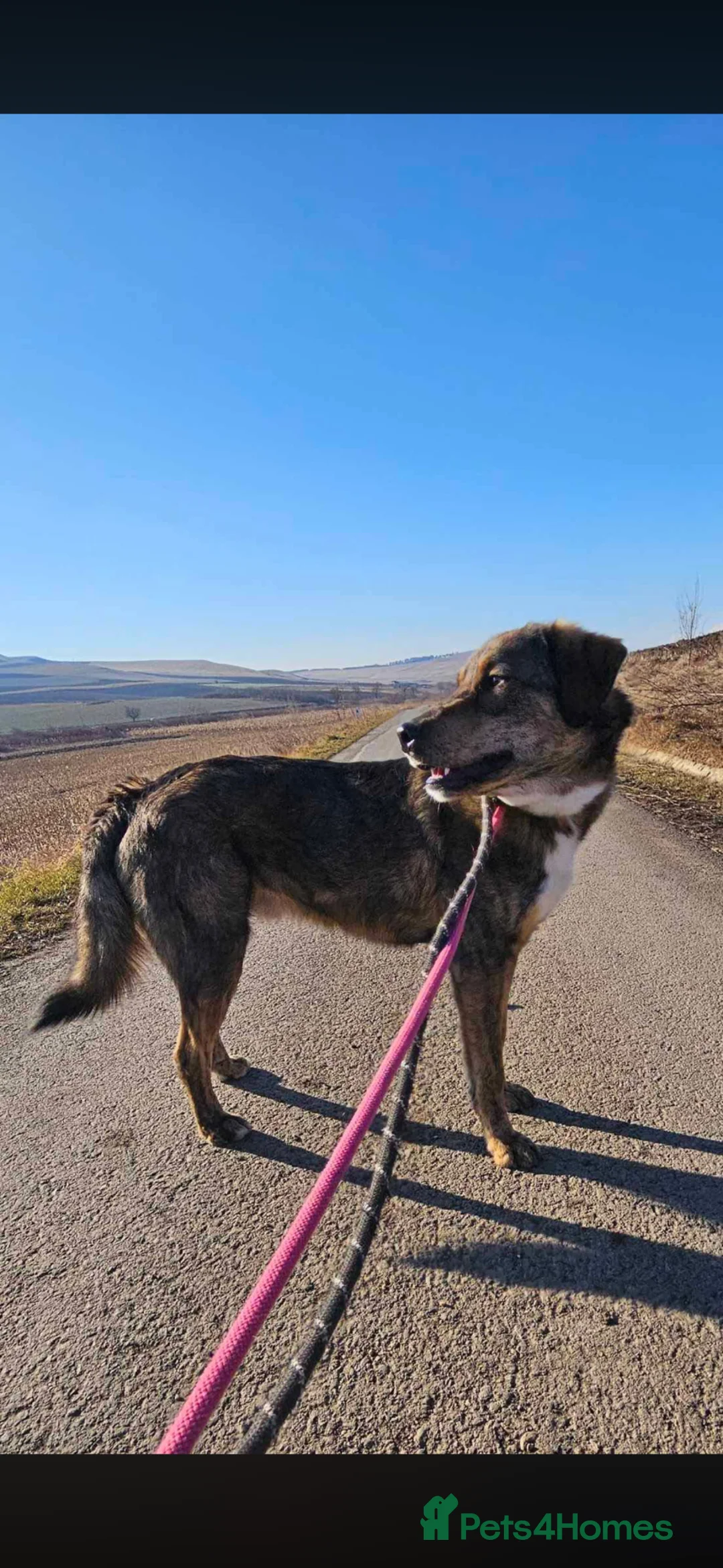 Mixed Breed dogs for adoption: BIG TEDDY - SINGLE AND READY TO MINGLE - Advert 2