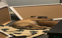 Mixed Breed dogs for sale: 2 beautiful babies left - Image 3