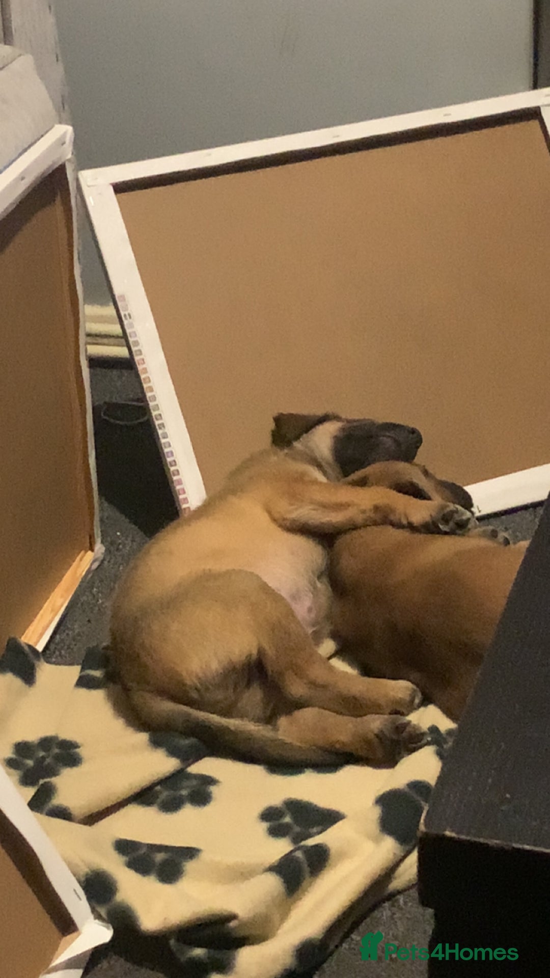 Mixed Breed dogs for sale: 2 beautiful babies left - Image 3