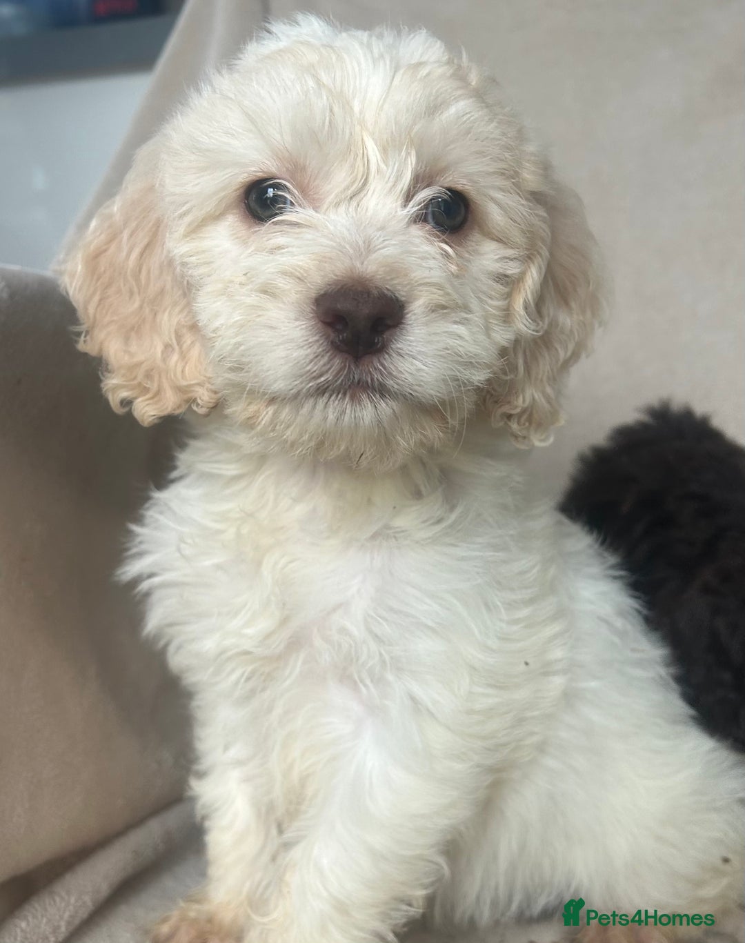 Cockapoo dogs for sale: Cockapoo Puppies  - Image 3