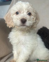 Cockapoo dogs - Advert 9