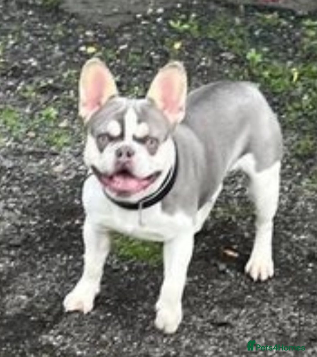 French Bulldog dogs for sale: Beautiful KC Reg French Bulldog Pups - Image 11