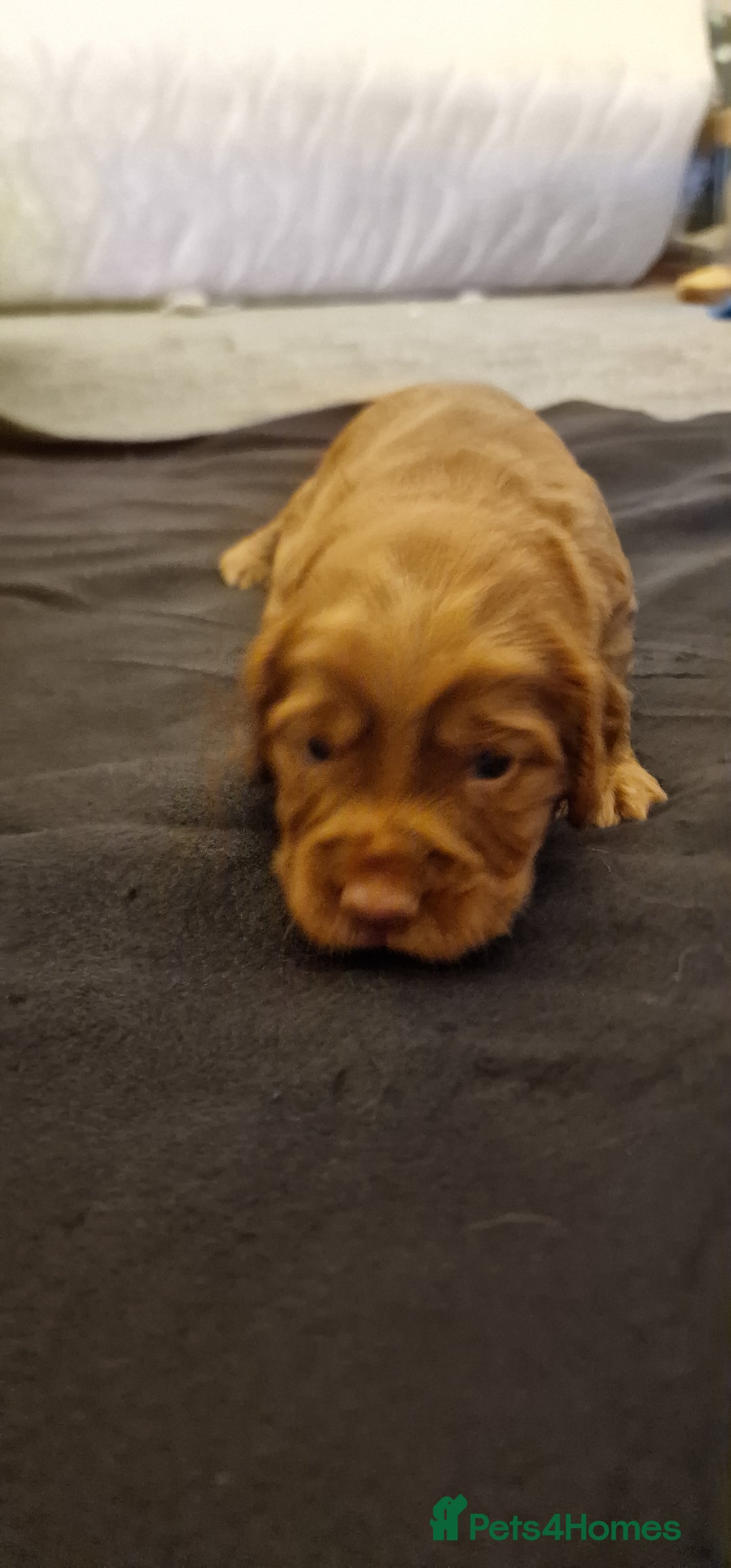 Cocker Spaniel dogs for sale: Cocker spaniel puppies - Image 21