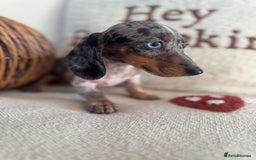 Miniature Dachshund dogs for sale: Miniature smooth dachshund puppies ready now - Image 10