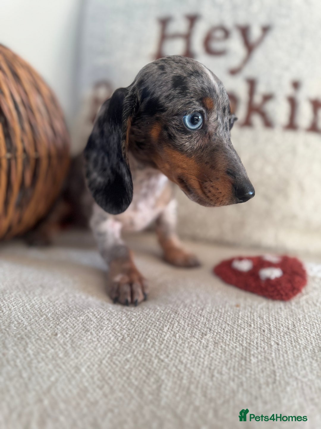Miniature Dachshund dogs for sale: Miniature smooth dachshund puppies ready now - Image 10