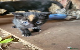 Mixed Breed cats for sale: Lovely kittens for sale in Tiverton - Image 5