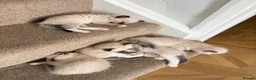 Ragdoll cats for sale: Beautiful Ragdoll kittens! in Fareham - Advert 15