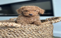 Miniature Poodle dogs for sale: 🐾 Beautiful KC 🦊 Red Miniature Poodle Puppies 🐾 - Image 11