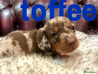 Miniature Dachshund dogs ** Ready 24th Dec. 3 gorgeous KC boys left 🥰 - Advert 16