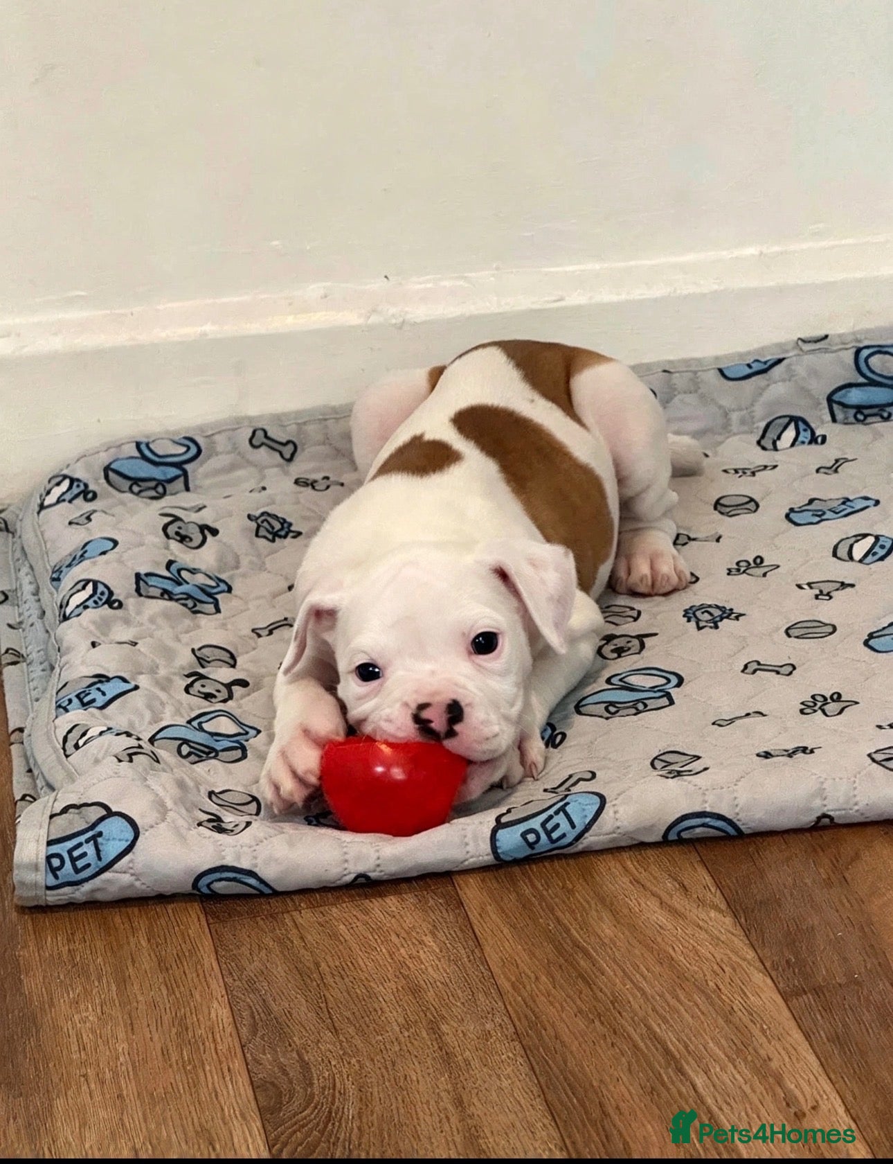 American Bulldog dogs Last male American bulldog puppy  - Advert 5