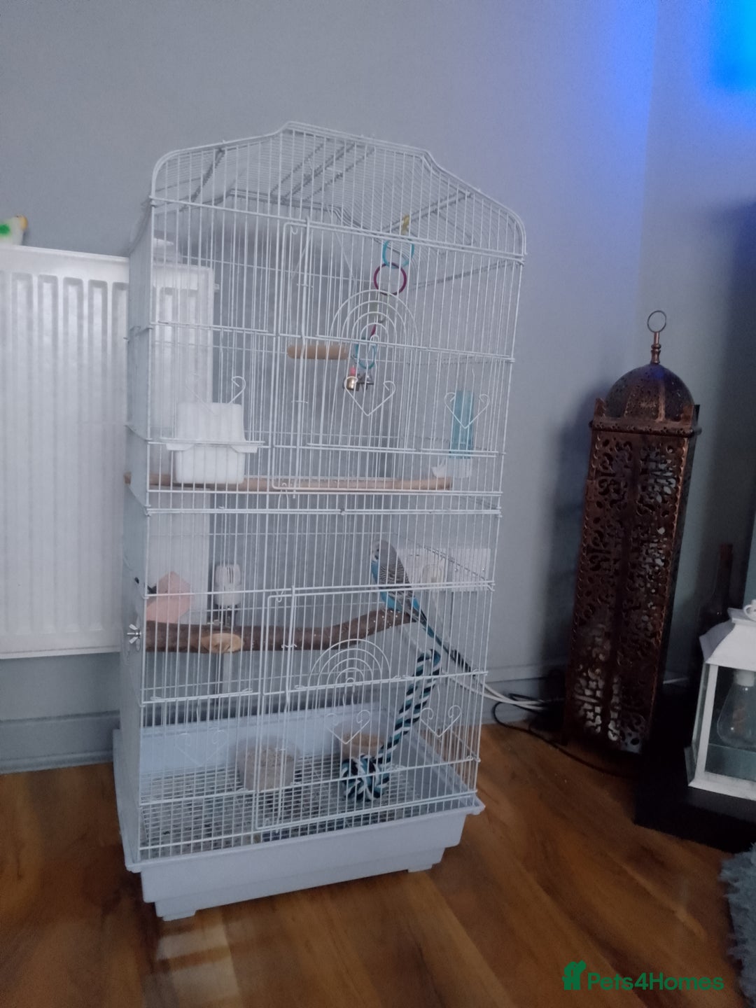 Budgerigars birds for sale: Male budgie  - Image 4