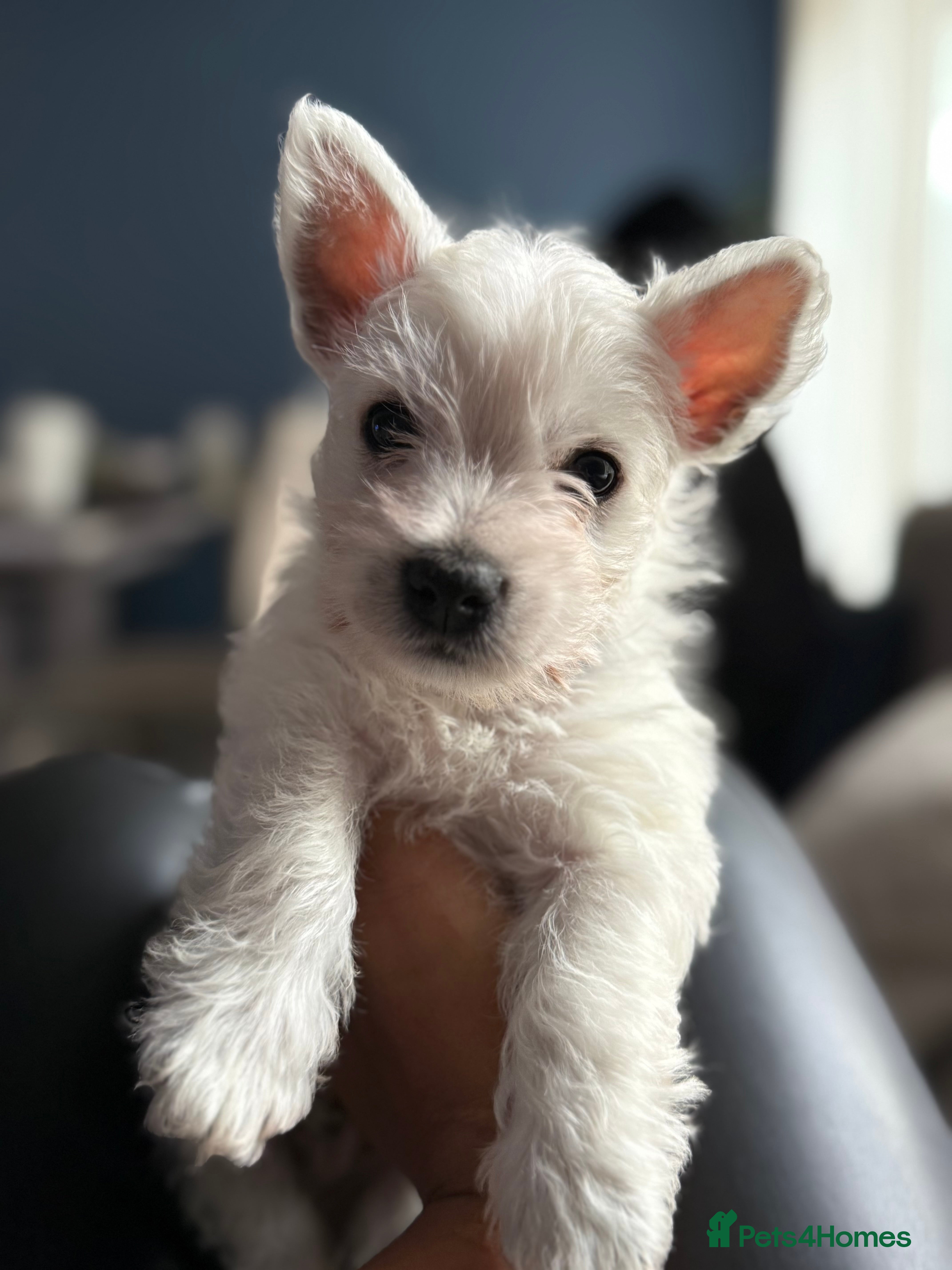 West Highland Terrier dogs Only 1boy left! Westie Puppy Seeking Love 🐶❤️🐾 - Advert 9