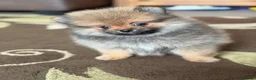 Pomeranian dogs for sale: Two Exquisite Pomeranian Puppies  in Ammanford - Advert 11