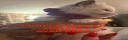 Ragdoll cats for sale: 💙 3 Left! Beautiful Ragdoll Kittens for Sale - Advert 32