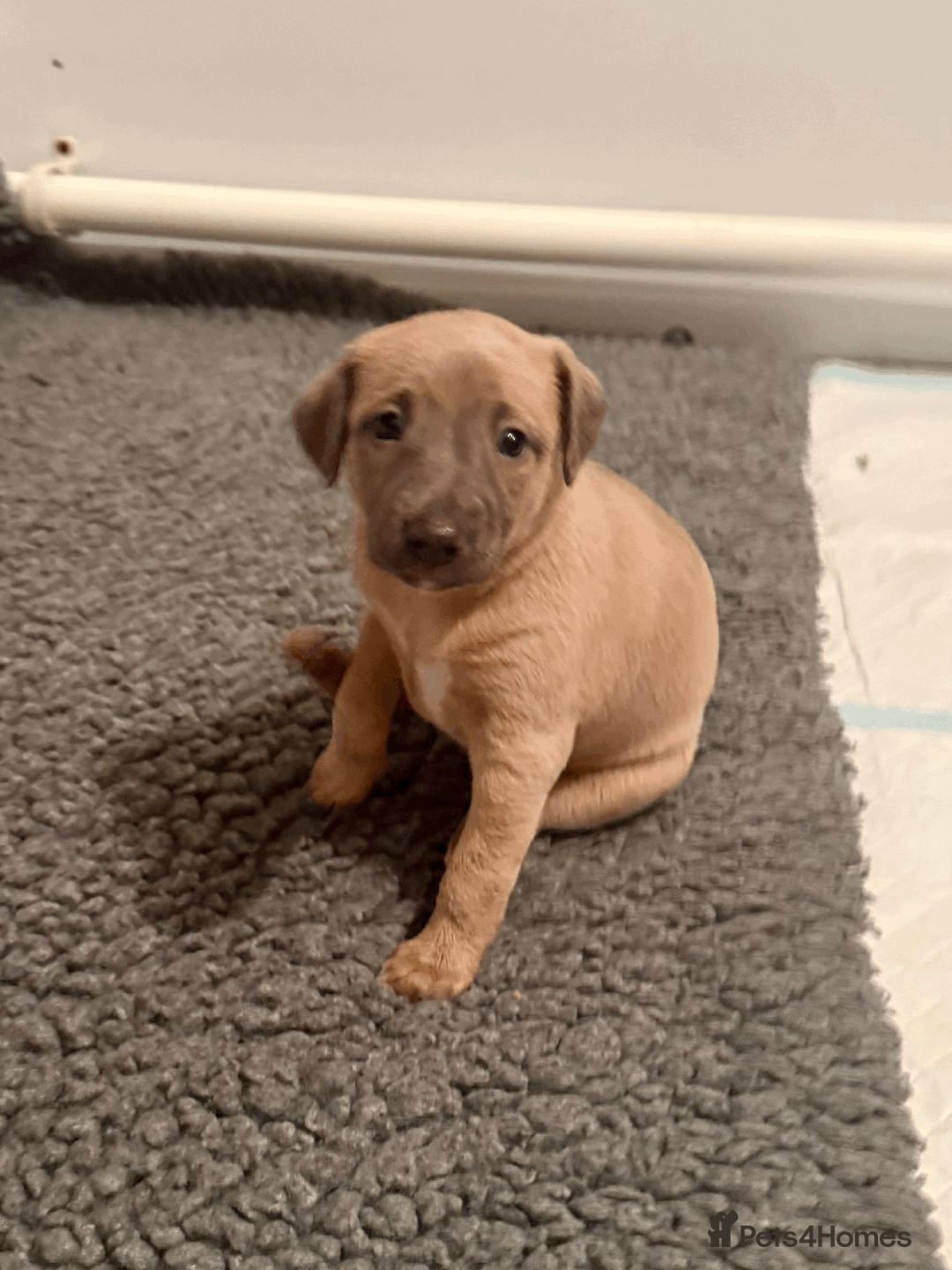 Mixed Breed dogs for sale: 5 stunning Whippet Bedlington pups available.  - Advert 14