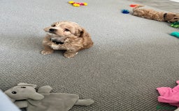 Maltipoo dogs for sale: Beautiful Tiny Maltipoo 3 girls 1 boy  - Image 13
