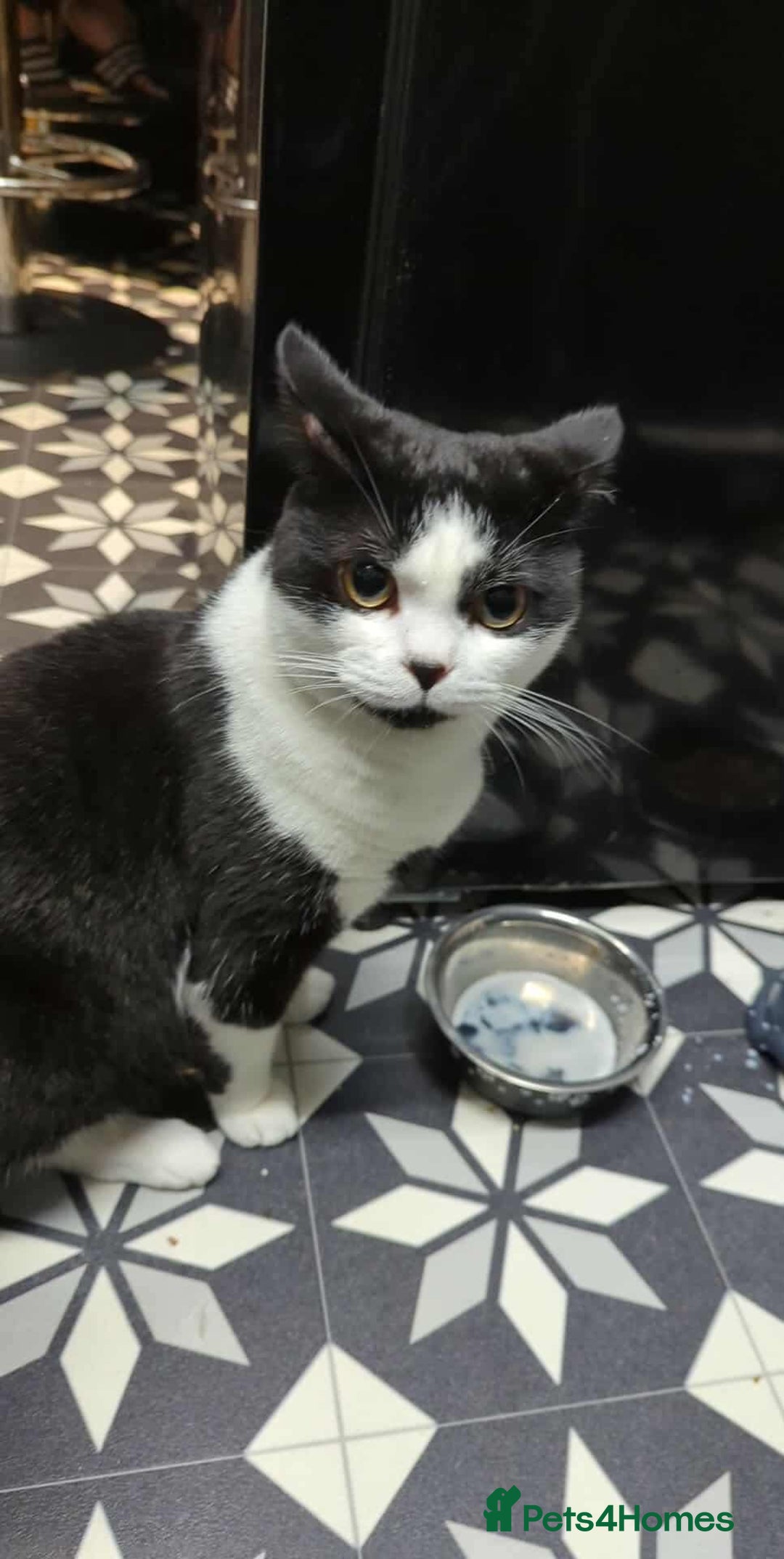 Mixed Breed cats for sale: Mixed kittens for sale  - Advert 3