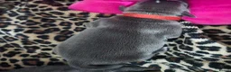 Staffordshire Bull Terrier dogs for sale: 5 Pure Blue Staffordshire Bull terrier puppies - Advert 2