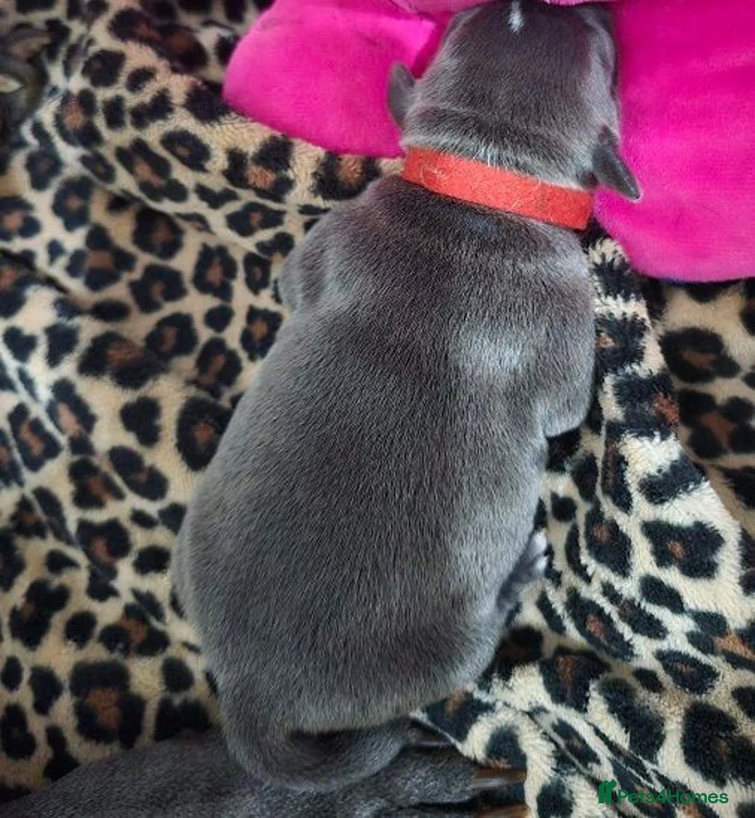 Staffordshire Bull Terrier dogs for sale: 5 Pure Blue Staffordshire Bull terrier puppies - Advert 2