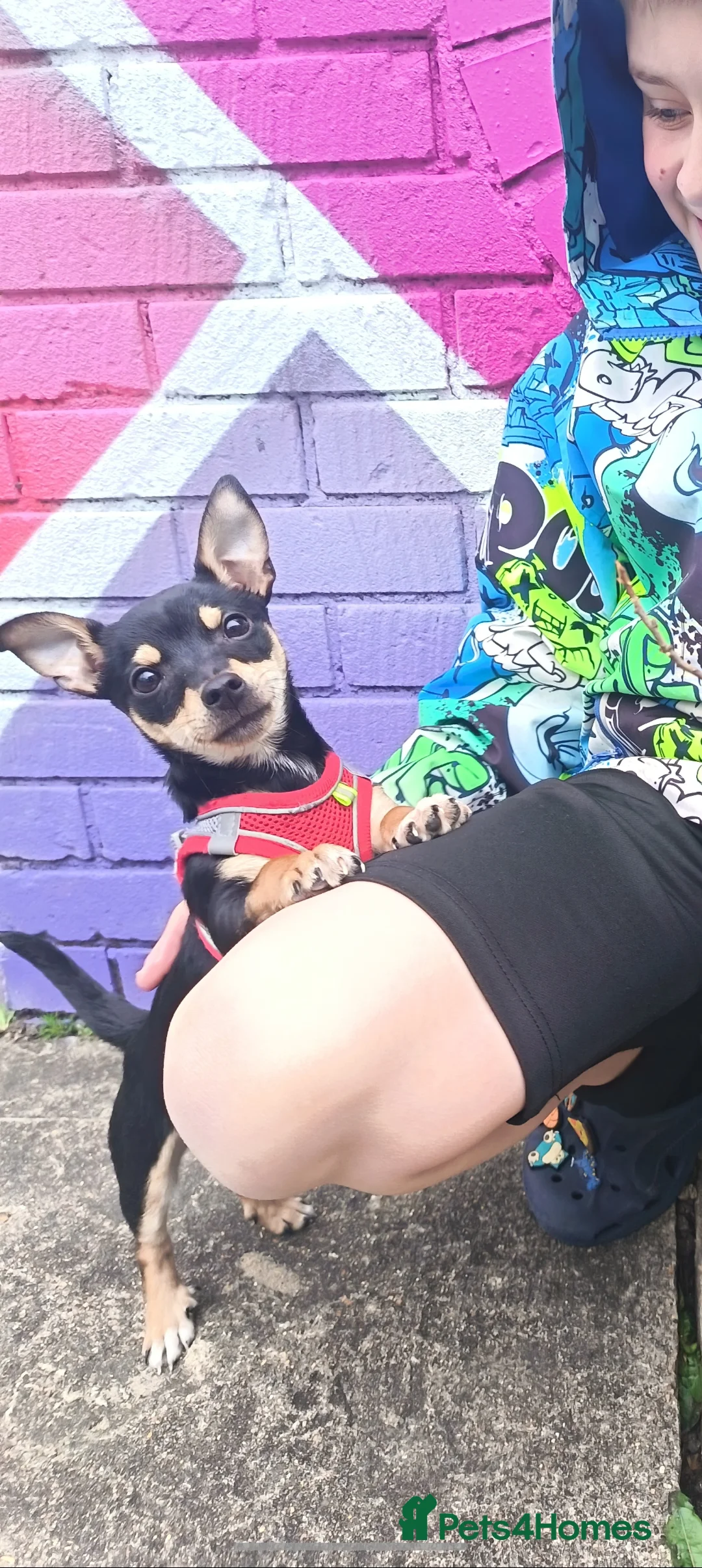 Chihuahua dogs for sale: Chihuahua pup 6 months - Advert 1