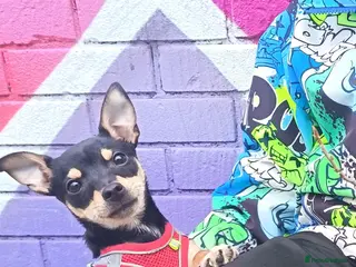 Chihuahua dogs Chihuahua pup 6 months - Advert 1