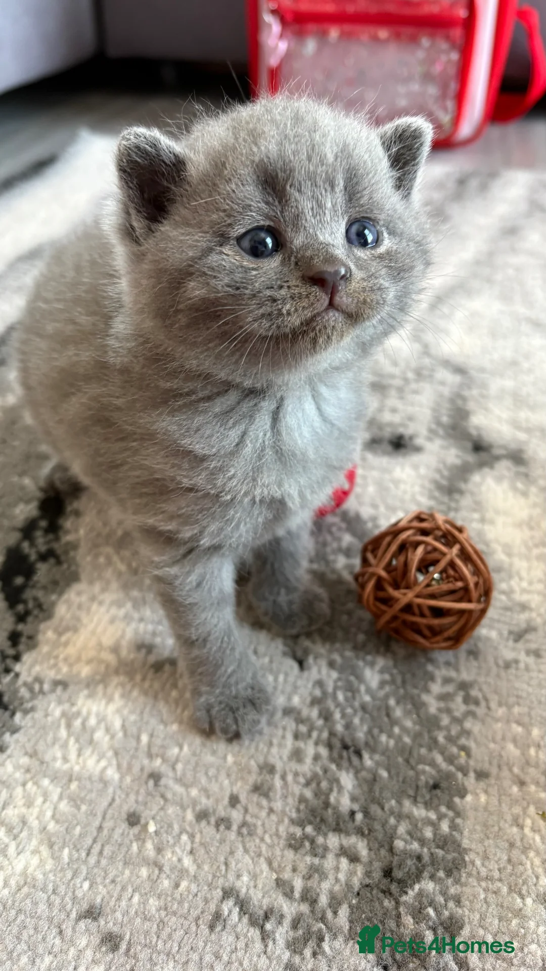 British Shorthair cats for sale: Two Female Grey British Short hair kittens  - Advert 2