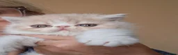 Exotic cats for sale: Stunning exotic/persian kittens - Advert 16