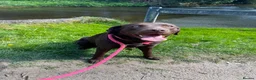 Labrador Retriever dogs for sale: Stunning KC Chocolate Labrador puppies - Advert 3
