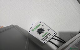 Python Snake reptiles for sale: Ball pythons - Image 16