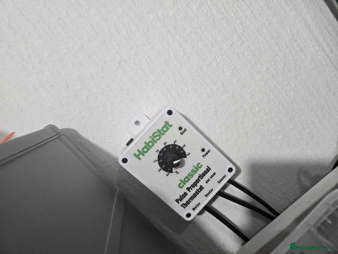 Python Snake reptiles for sale: Ball pythons - Image 16