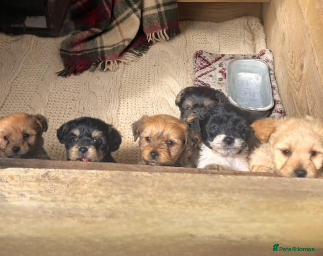 Jackapoo dogs for sale: 6 beautiful jackapoo pups - Advert 1