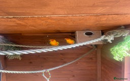 Conures birds for sale: Proven pair sun conures  - Advert 2