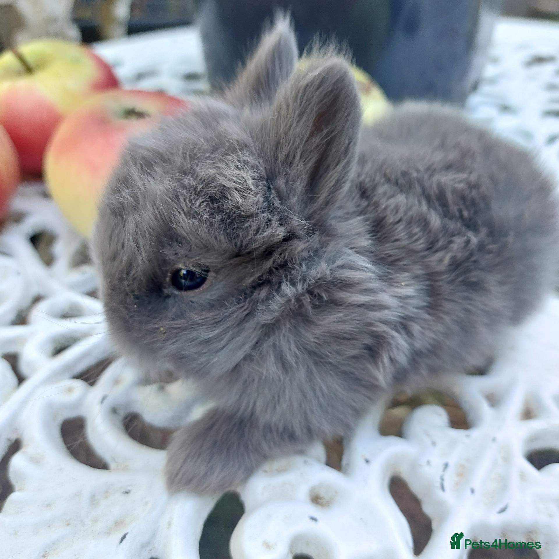 Netherland Dwarf rabbits NEATHERLAND DWARF X BABIES - Advert 1