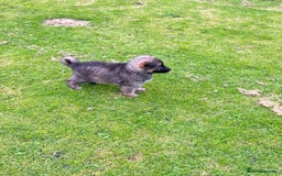 German Shepherd dogs for sale: German shepherd puppies for sale  - Image 11
